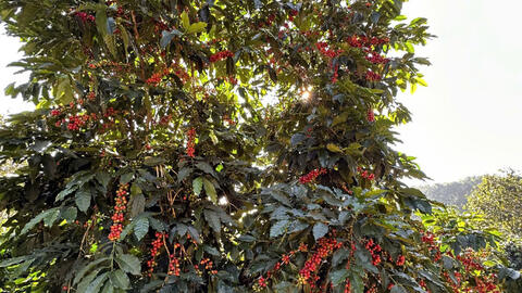 Giá cà phê hôm nay 11/7/2025: Thị trường trong nước tiếp đà giảm