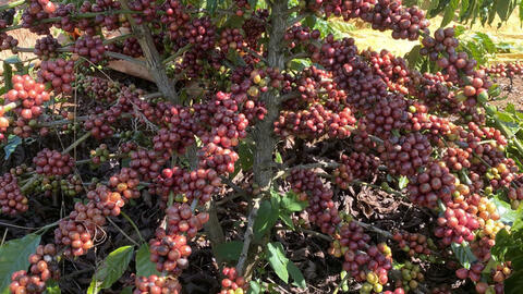 Giá cà phê hôm nay 22/7/2025: Thị trường thế giới 'đỏ sàn' giảm mạnh