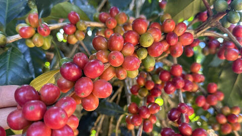 Giá cà phê hôm nay 29/7/2025: Thị trường tăng cao, khởi sắc