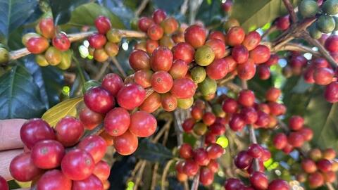 Giá cà phê hôm nay 4/8/2025: Trong nước đi ngang, ít biến động