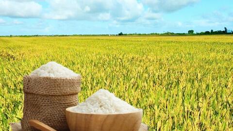 Giá lúa gạo hôm nay ngày 5/9: Thị trường trầm lắng