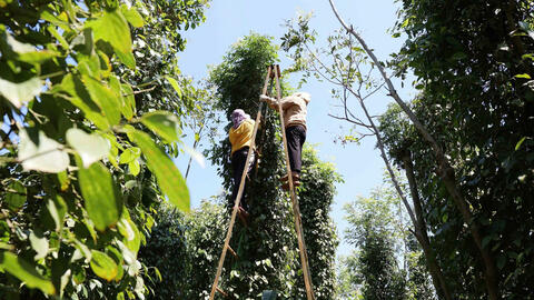 Giá tiêu hôm nay 12/9/2025: Bất ngờ giảm