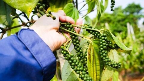 Xuất khẩu hồ tiêu: Việt Nam có tận dụng được cơ hội vàng ?
