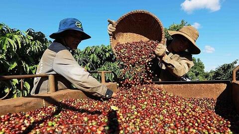 Giá cà phê Robusta giảm mạnh xuống dưới mốc 4.200 USD/tấn