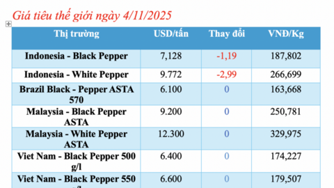 Giá tiêu hôm nay 4/11/2025: Tăng nhẹ 500 đồng/kg