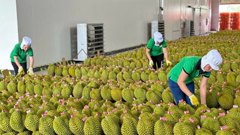 Xuất khẩu rau quả duy trì đà tăng, hướng tới mốc 8,5 tỷ USD năm 2025