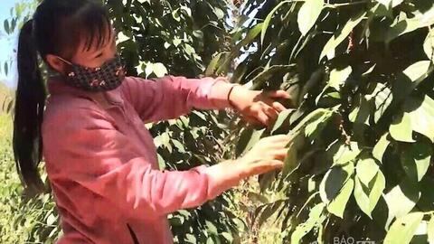 Giá tiêu hôm nay 23/11/2025: Tăng thêm 500 đồng/kg