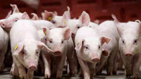 Giá heo hơi hôm nay 24/11/2025: Đi ngang cả 3 miền