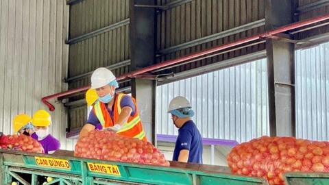 Gia Lai mở rộng hợp tác với Singapore, thúc đẩy xuất khẩu nông sản