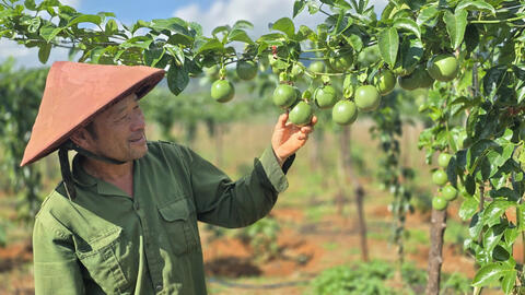 Chanh leo tăng trưởng thần tốc, lập kỷ lục xuất khẩu