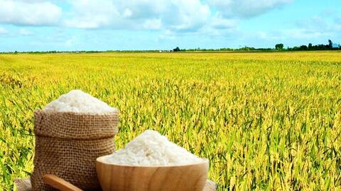 Giá lúa gạo hôm nay ngày 18/12: Gạo đi ngang, lúa chững giá