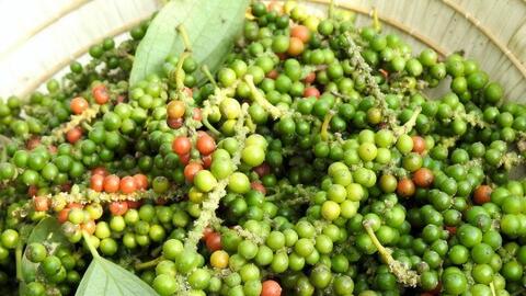 Giá tiêu hôm nay 31/12/2025: Biến động trái chiều