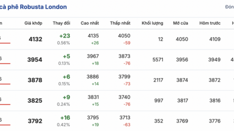Giá cà phê hôm nay 5/1/2026: Ổn định phiên đầu tuần