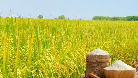 Giá lúa gạo hôm nay ngày 8/1/2026: Gạo xuất khẩu đảo chiều giảm