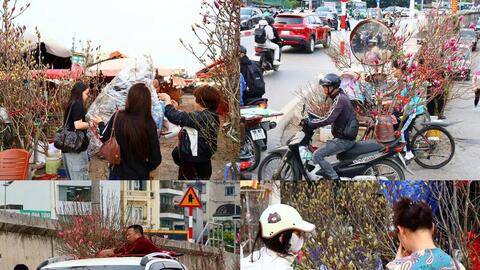 Chùm ảnh: Hà Nội rực rỡ sắc đào những ngày tháng Chạp