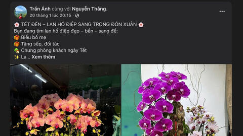 Thị trường lan hồ điệp Tết 2026 khởi động, đa dạng mẫu mã