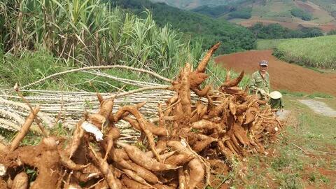 Bộ Công Thương đề xuất 'lối ra' cho xuất khẩu sắn