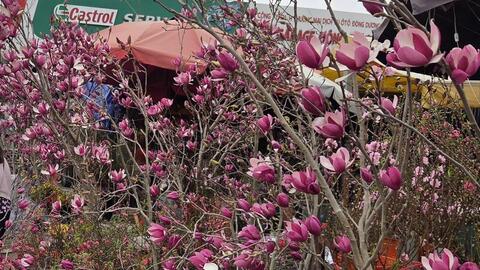 Hoa mộc lan thêm lựa chọn cho người chơi hoa dịp Tết