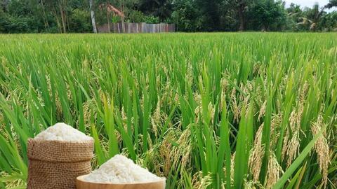 Giá lúa gạo hôm nay ngày 1/2 và tuần qua: Một số loại gạo nguyên liệu xuất khẩu giảm nhẹ đầu tuần