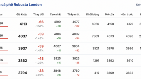 Giá cà phê hôm nay 31/1/2026: Tăng nhẹ tại Đắk Lắk
