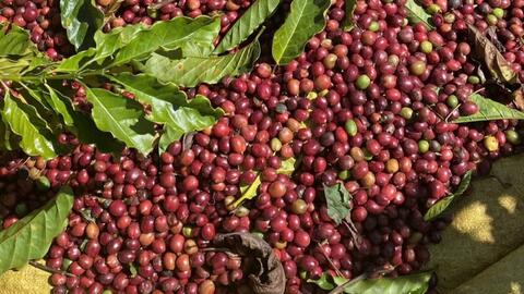 Giá cà phê thế giới giảm sâu dưới áp lực nguồn cung