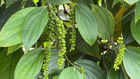 Giá tiêu hôm nay 7/2/2026: Giảm đồng loạt từ 500 - 1.000 đồng/kg