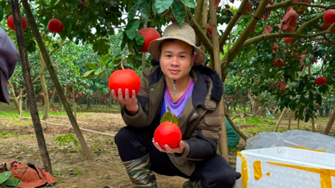 Hà Nội: Bưởi đỏ Đông Cao tạo hình “Tài - Lộc” hút khách dịp Tết