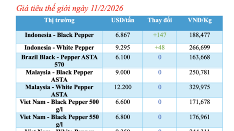 Giá tiêu hôm nay 11/2/2026: Tăng nhẹ 500 đồng/kg