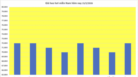 Giá heo hơi hôm nay 15/2/2026: Tiếp tục đi ngang