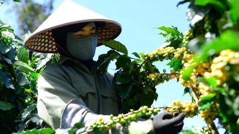 Giá cà phê hôm nay 22/2/2026: Neo gần mốc 98.000 đồng/kg