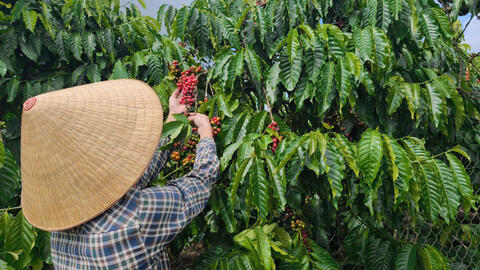 Giá cà phê hôm nay 2/3/2026: Cao nhất 96.000 đồng/kg