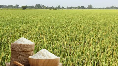 Giá lúa gạo hôm nay ngày 9/3/2026: Gạo Thơm dẻo neo giá cao