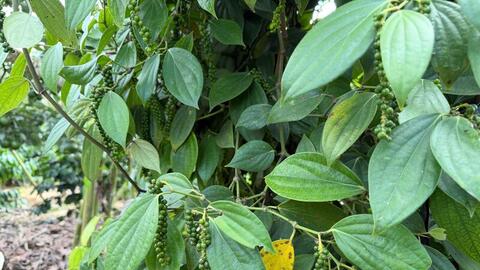 Giá tiêu hôm nay 18/3/2026: Cao nhất đạt 143.000 đồng/kg