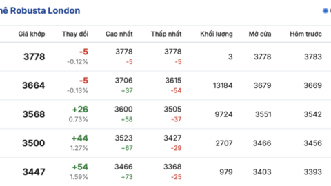 Giá cà phê hôm nay 23/3/2026: Tăng nhẹ 500 - 700 đồng/kg