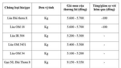 Giá lúa gạo hôm nay ngày 25/3: Lúa tươi giảm nhẹ