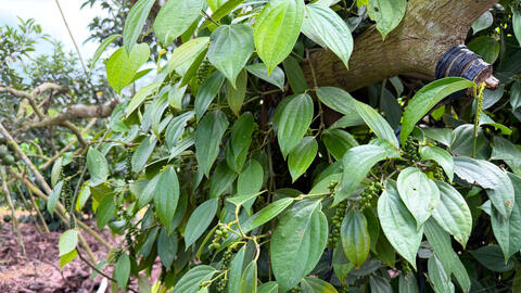 Giá tiêu hôm nay 27/3/2026: Duy trì ngưỡng 137.000 - 139.000 đồng/kg