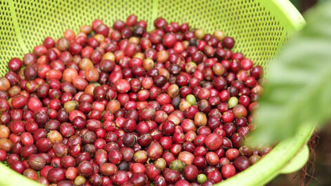 Giá cà phê hôm nay 10/4/2026: Tăng nhẹ 600 đồng/kg