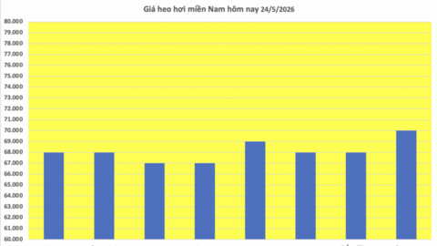 Giá heo hơi hôm nay 24/5/2026: Đồng loạt đi ngang
