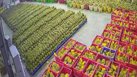 Xuất khẩu rau quả tăng tốc, Trung Quốc, Hoa Kỳ và EU là các nhân tố chính thúc đẩy tăng trưởng