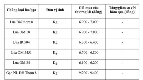 Giá lúa gạo hôm nay ngày 10/8/2026: Lúa tươi neo giá cao