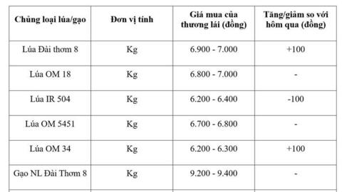 Giá lúa gạo hôm nay ngày 18/8/2026: Lúa tươi biến động trái chiều