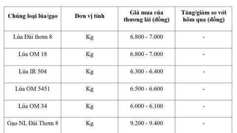 Giá lúa gạo hôm nay ngày 26/8: Gạo nguyên liệu xuất khẩu tiếp đà giảm