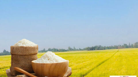 Giá lúa gạo hôm nay ngày 10/9/2026: Gạo xuất khẩu giảm