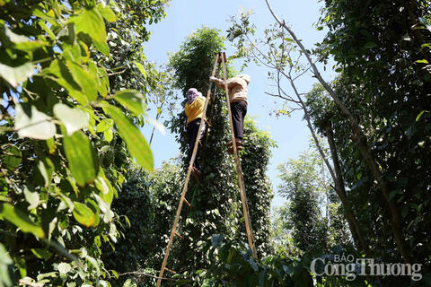 Giá tiêu hôm nay 12/9/2025: Bất ngờ giảm