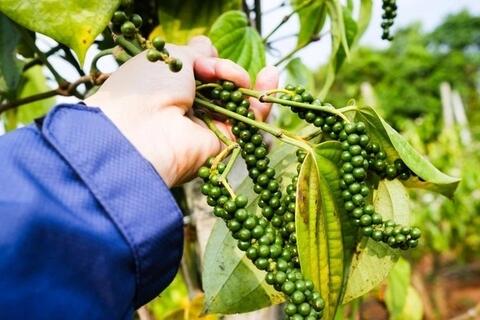 Xuất khẩu hồ tiêu: Việt Nam có tận dụng được cơ hội vàng ?