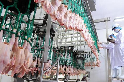 Xuất khẩu sản phẩm chăn nuôi Việt Nam dự kiến vượt 600 triệu USD