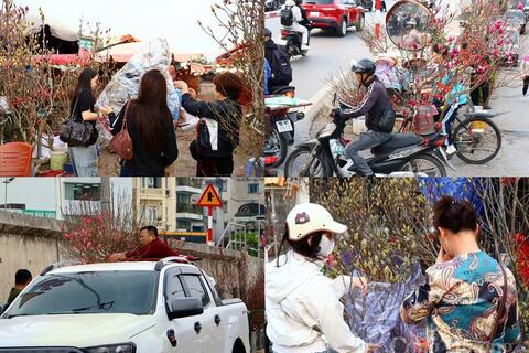 Chùm ảnh: Hà Nội rực rỡ sắc đào những ngày tháng Chạp