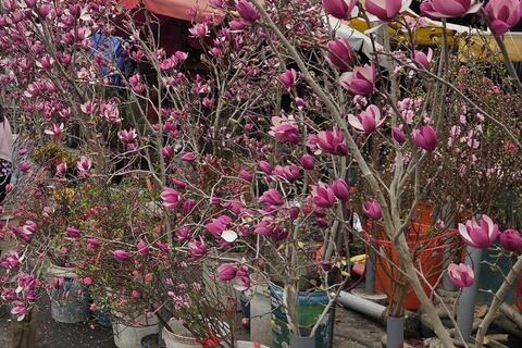 Hoa mộc lan thêm lựa chọn cho người chơi hoa dịp Tết