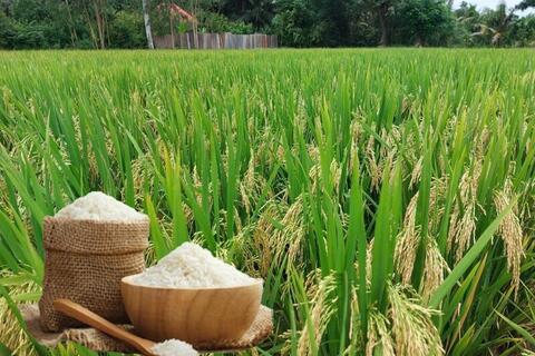 Giá lúa gạo hôm nay ngày 1/2 và tuần qua: Một số loại gạo nguyên liệu xuất khẩu giảm nhẹ đầu tuần