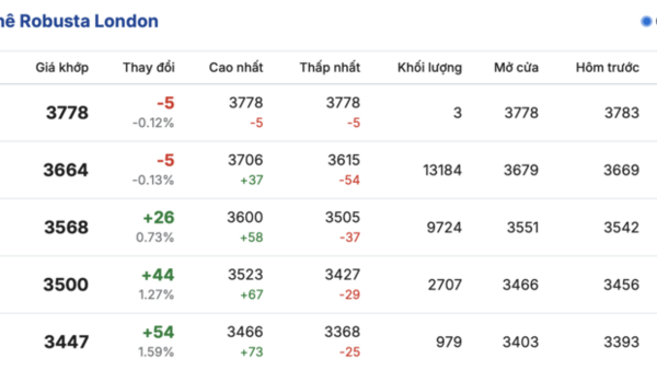 Giá cà phê hôm nay 23/3/2026: Tăng nhẹ 500 - 700 đồng/kg